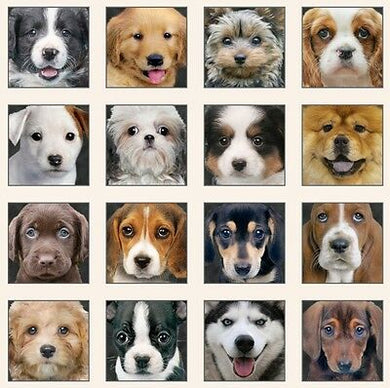 Adorable Pets