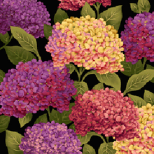 Load image into Gallery viewer, Botanica